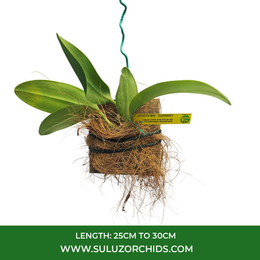 Bulbophyllum Graveolens x Bulb Virescens Rare Exotic Orchid