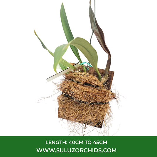 Bulbophyllum Singaporean x Orthosepalum Rare Exotic Orchid