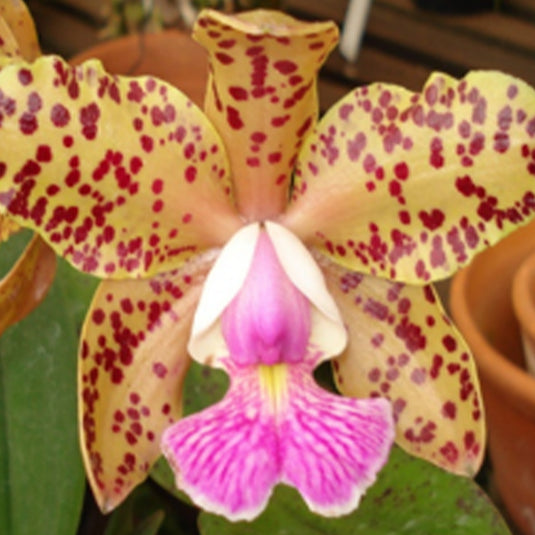Cattleya Orchid Plant C.Pao De Acucar Seedling