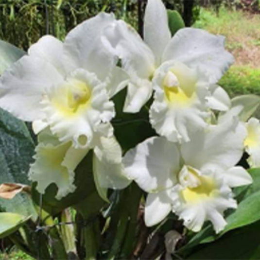 Cattleya Orchid Plant C. River Kwai White = C. Tiffin Bell x walkeriana CNN Seedling