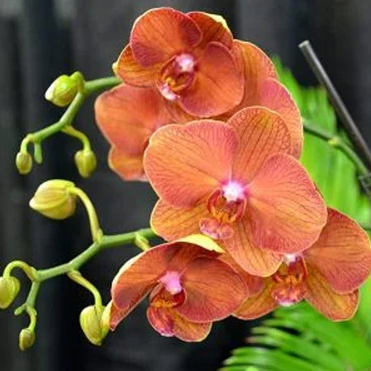 Phalaenopsis Orchid Plant Carrot Cake Seedling Size