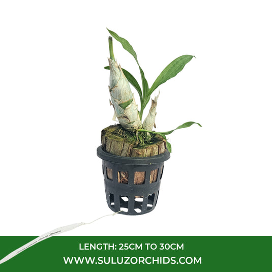 Catasetum Exotic Orchid Plant Drark Brown Mature