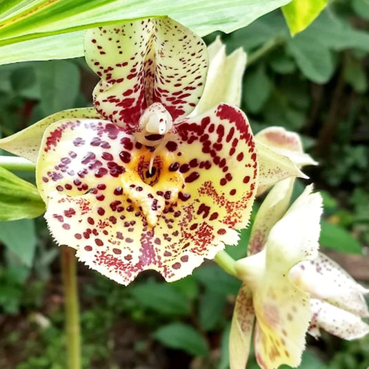 Catasetum Exotic Orchid Plant Susan Fuchs #2 Seedling