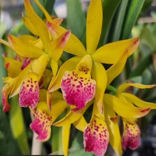 Cattleya orchid Bct.Suwan Bird bright yellow flower with orange throat and ruffled petals