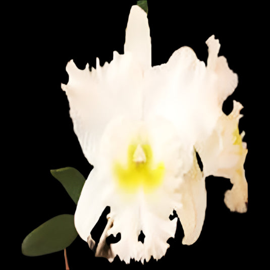 Cattleya orchid Bc.Pastoral Innocence creamy white flower with pale yellow throat and soft ruffled petals