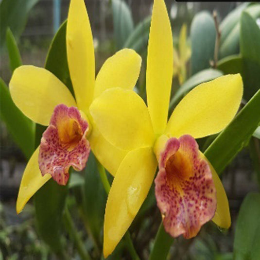 Cattleya orchid Bc.Rustic Spot #5 yellow flower with bold brown spots and ruffled petals
