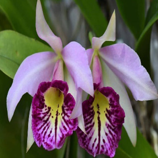 Cattleya Orchid Plant Bc. Taiwan Big Lip . Big Clump Mature - Ready To Flower
