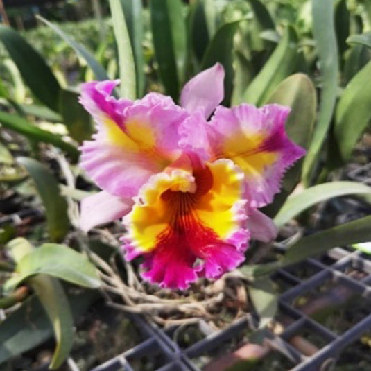 Cattleya Orchid Plant Blc. Hawaiian Lightning Fiesta Mature - Ready To Flower