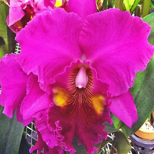 Cattleya Orchid Plant Blc.Luky Stike "Gold Ring" Mature - Ready To Flower