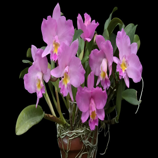 Cattleya Orchid Plant C. Daris & Byron 'Christmas Rose' Mature - Ready To Flower