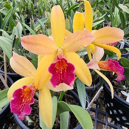Cattleya Orchid Plant C. Golden Tang x Little Toshie Mature - Ready To Flower