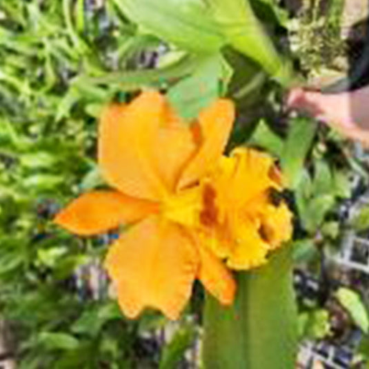 Cattleya orchid C.Mangkorn Nugget bright yellow flower with orange throat and ruffled petals