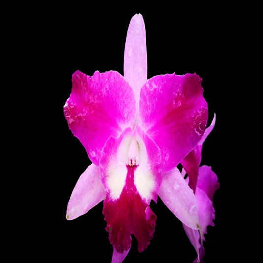 Cattleya orchid C.Qing Ming Cat big plant pink and purple flower with ruffled petals and deep purple lip