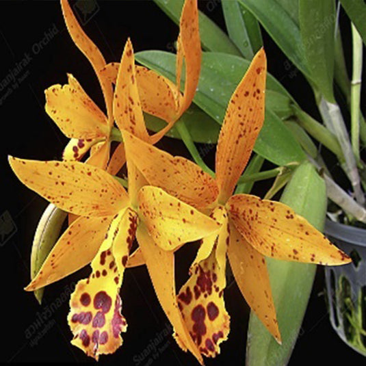 Cattleya orchid Cahuzacara Jairak Starburst 'Sunshine' bright yellow flower with frilled petals