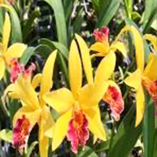 Cattleya orchid Cat.Change colour #2 color-changing flower with shades of yellow, pink and orange and ruffled petals