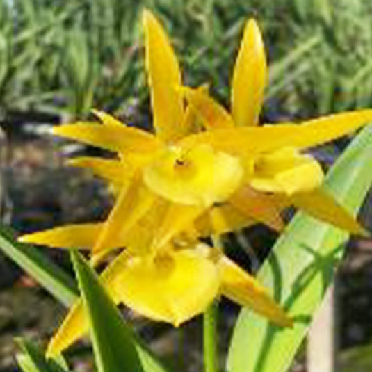 Cattleya Orchid Plant Cat.Yellow bird #2 Mature - Ready To Flower