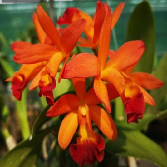 Cattleya orchid Ctt.Cherakee Fire bright orange and red flower with fiery tones and ruffled petals