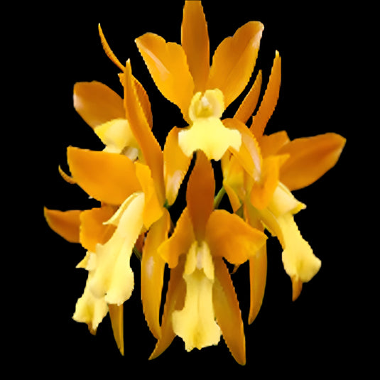 Cattleya orchid Ctt.Chocolate Drop 'Yellow Crysta' bright yellow flower with chocolate-brown markings and ruffled petals