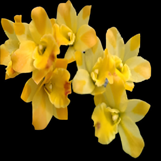 Cattleya orchid Ctt.Little Fairy soft lavender and yellow flower with delicate ruffled petals