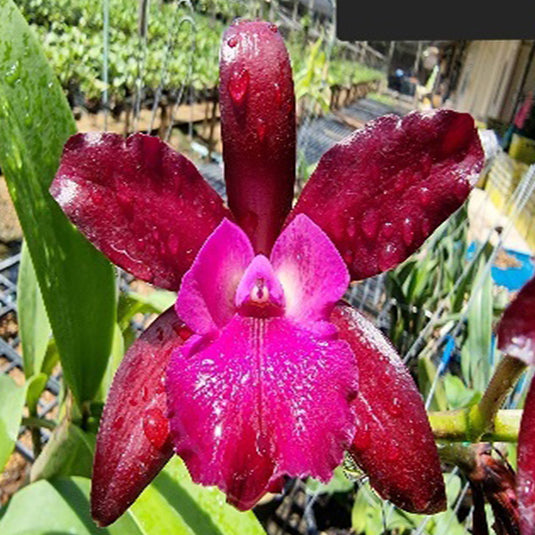 Cattleya orchid Ctt.Netrasiri Dark Prince deep red and purple flower with velvety texture and ruffled petals