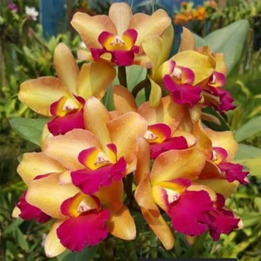 Cattleya Orchid Plant Ctt. River Kwai Floating= Cattlianthe Loog Tone × Rhyncattleanthe Chomyong Beauty- Mature - Ready To Bloom