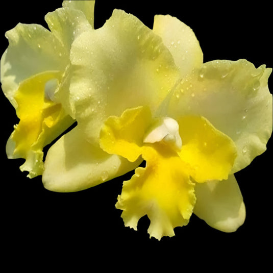 Cattleya orchid Ctt.River Kwai Rivers soft yellow and white flower with frilled lip