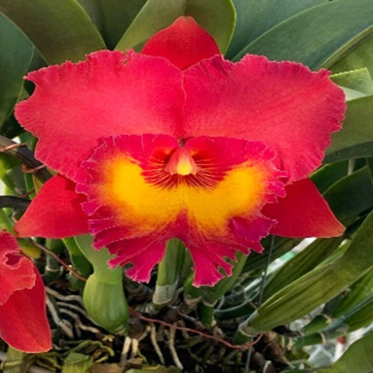 Cattleya Orchid Plant Rlc.Ahehung Ruby Mature - Ready To Flower