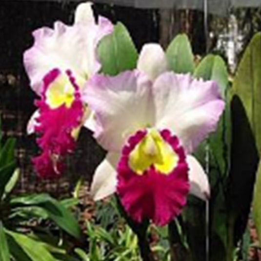 Cattleya Orchid Plant Rlc.Ann Joy #2 Mature - Ready To Flower