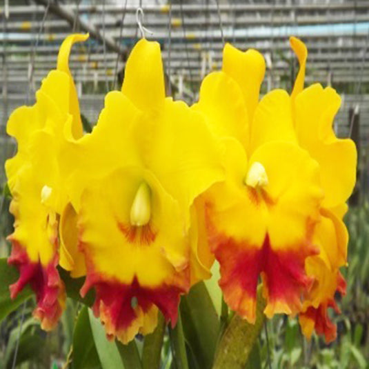Cattleya orchid Rlc.Chomthong Delight soft pink and yellow flower with ruffled lip
