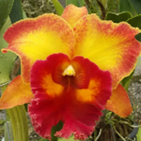 Cattleya Orchid Plant Rlc.Chomthong Fancy Mature - Ready To Flower