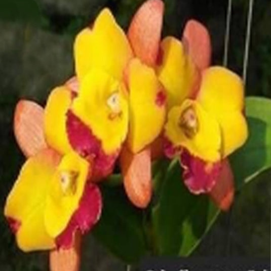 Cattleya orchid Rlc.Chomyong Fairy soft pink and yellow flower with delicate ruffled lip