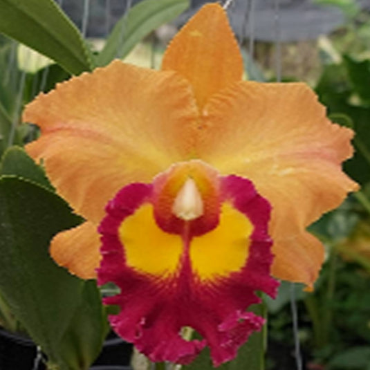 Cattleya orchid Rlc.Double Delight yellow flower with bold red lip and ruffled petals
