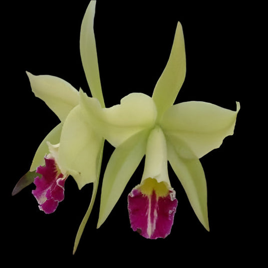 Cattleya orchid Rlc.Greenwich 'Emhurst' soft lavender and yellow flower with deep purple lip and ruffled petals