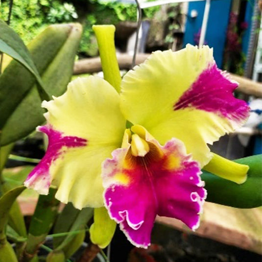 Cattleya orchid Rlc.Hwa Yuan Grace soft pink and yellow flower with vibrant magenta lip and ruffled petals
