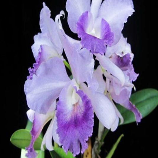 Cattleya orchid Rlc.Jairak Breeze soft purple and white flower with frilled lip