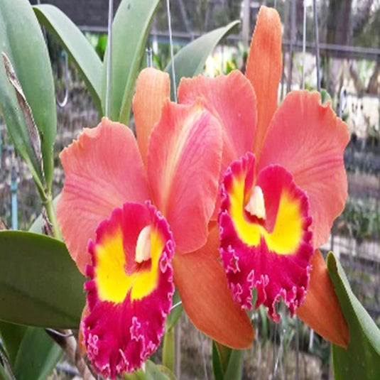 Cattleya Orchid Plant Rlc. Jairak Summer Mature - Ready To Flower