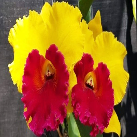 Cattleya orchid Rlc.Louise Stevenson 'STK Delight' yellow and red flower with bold magenta lip and ruffled petals