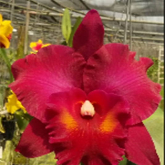 Cattleya Orchid Plant Rlc.Mayamar Sunset Mature - Ready To Flower