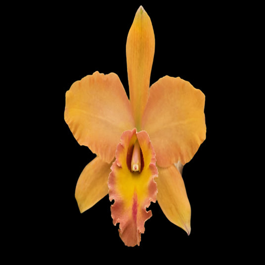 Cattleya orchid Rlc.Mem. Buranapan 'Fine Orange' bright orange flower with ruffled petals