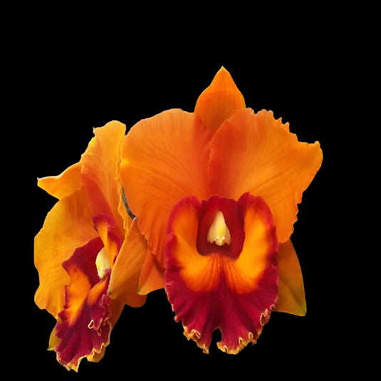Cattleya orchid Rlc.Nakornchaisri Delight #4 soft pink and orange flower with frilled lip