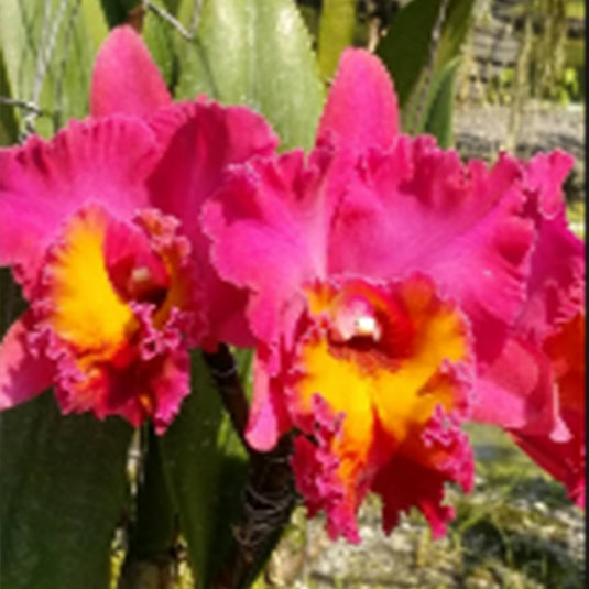 Cattleya Orchid Plant Rlc.NP Ruby Mature - Ready To Flower