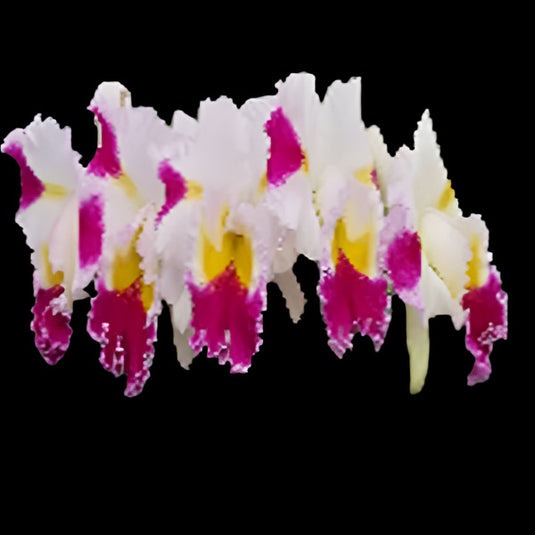 Cattleya orchid Rlc.Pathara Fancy pink and white flower with frilled lip