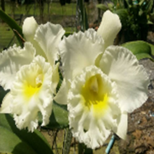 Cattleya Orchid Plant Rlc.Phonnapa Delight Mature - Ready To Flower