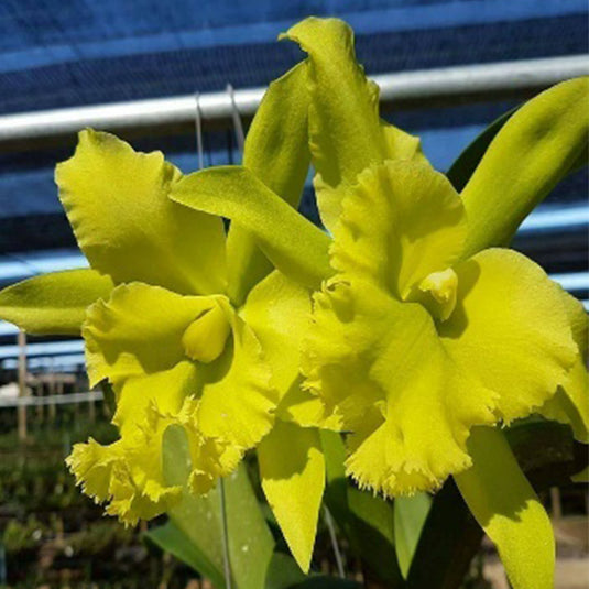 Cattleya orchid Rlc.Port of Paradise vibrant orange and yellow flower with ruffled petals