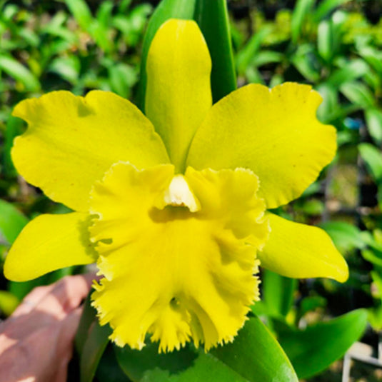 Cattleya orchid Rlc.Prada Green light yellow flower with ruffled petals and subtle yellow throat