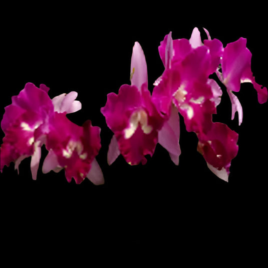Cattleya orchid Rlc.Sangob Delight soft magenta and white flower with bold magenta lip and ruffled petals