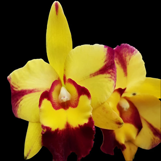 Cattleya orchid Rlc.Shang Ding Beauty lavender and yellow flower with deep purple lip and ruffled petals