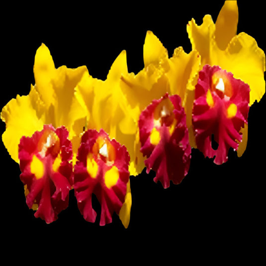 Cattleya Orchid Plant Rlc.Siam Delight Mature - Ready To Flower