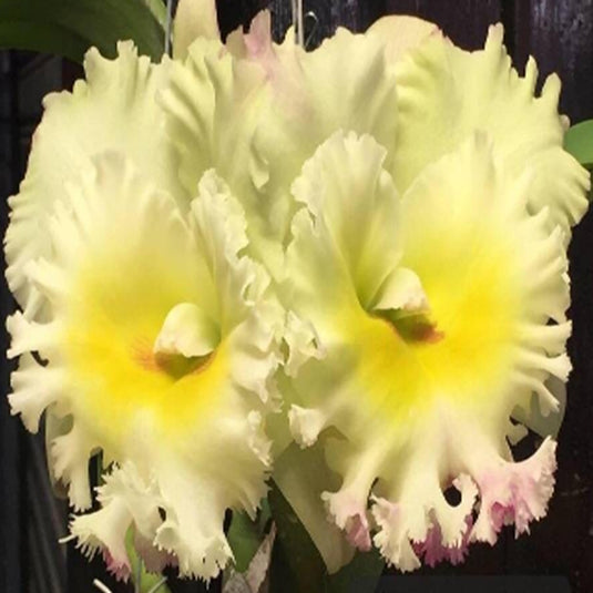 Cattleya Orchid Plant Rlc.Siam White 'The Best' Mature - Ready To Flower