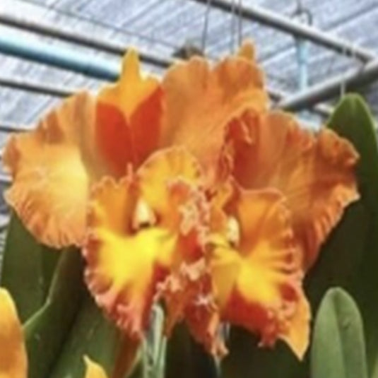 Cattleya Orchid Plant Rlc.Suwanabhum Delight Mature - Ready To Flower